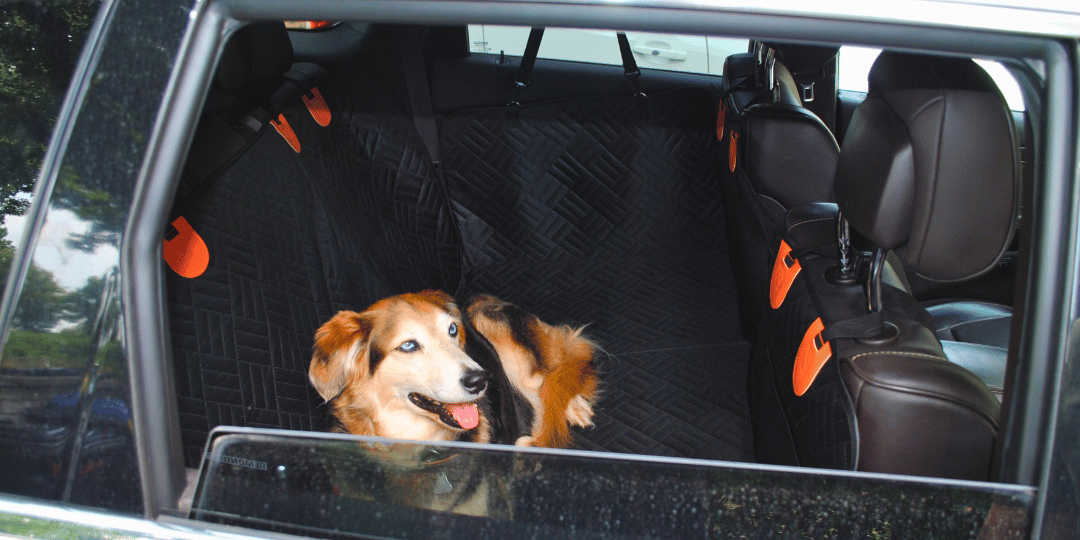 Hund im Auto transportieren.