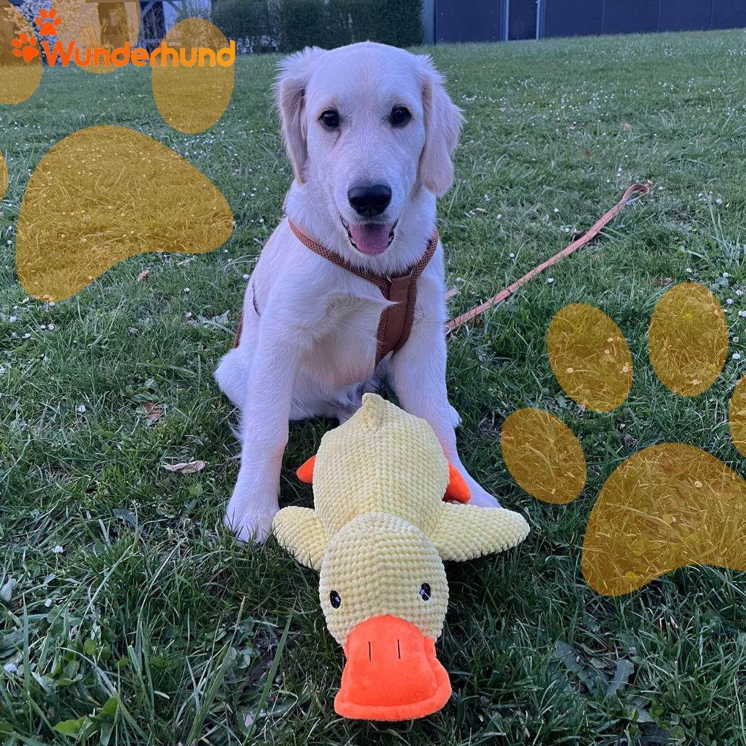 Quaki hundespielzeug mit Bilbo