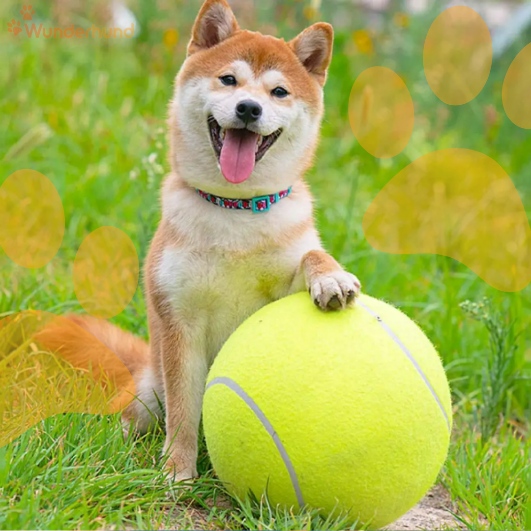 Riesen Tennisball für Hunde